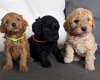 Cockapoo