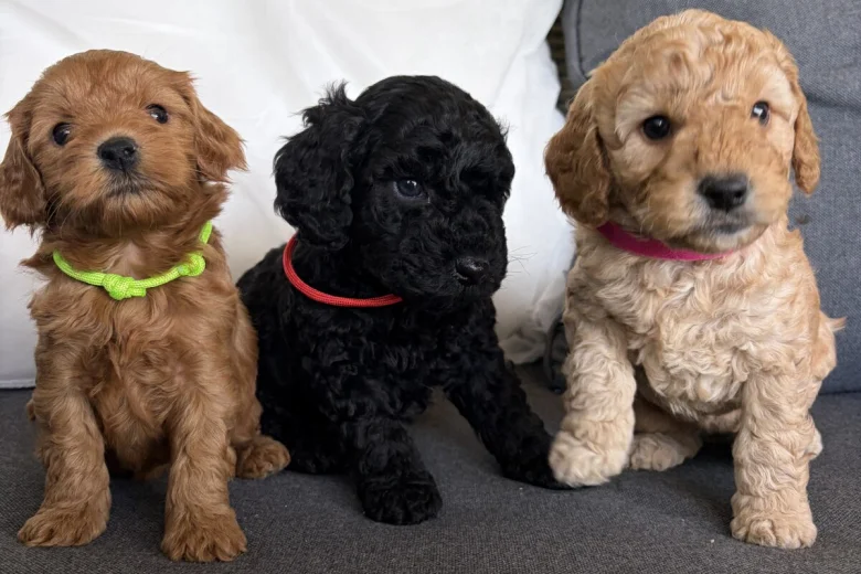 Cockapoo