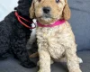 Cockapoo