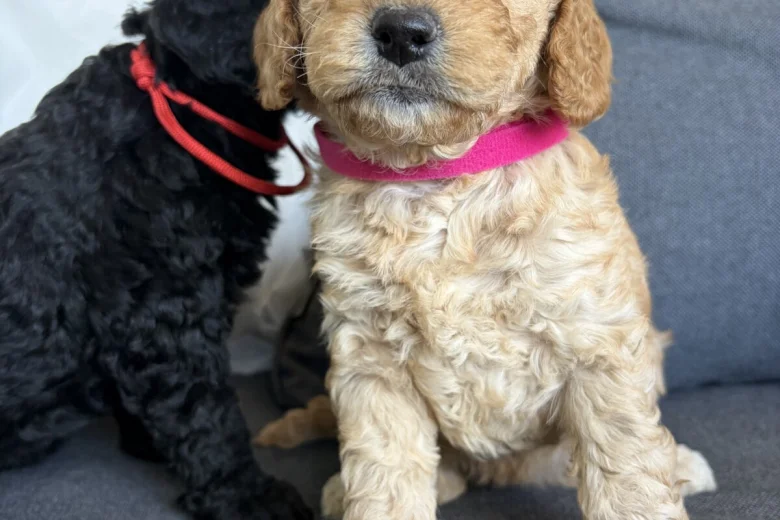 Cockapoo