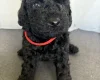 Cockapoo