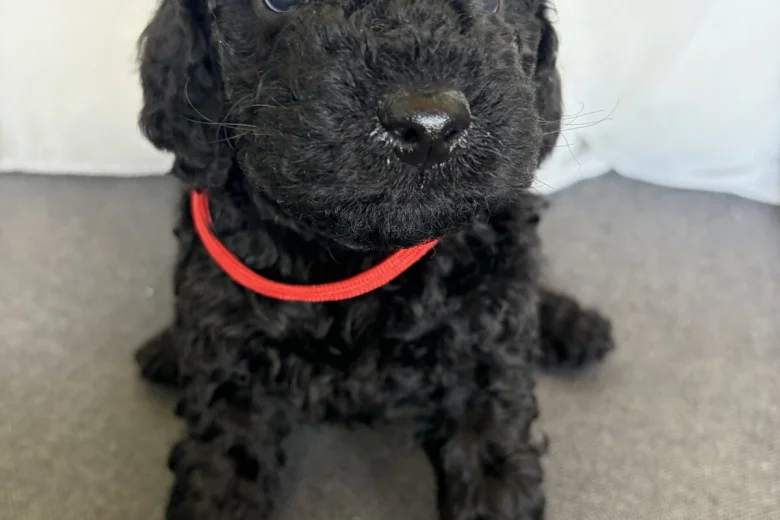 Cockapoo