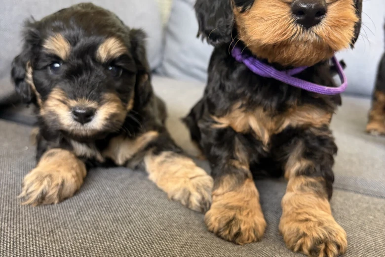 Cockapoo