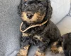 Cockapoo