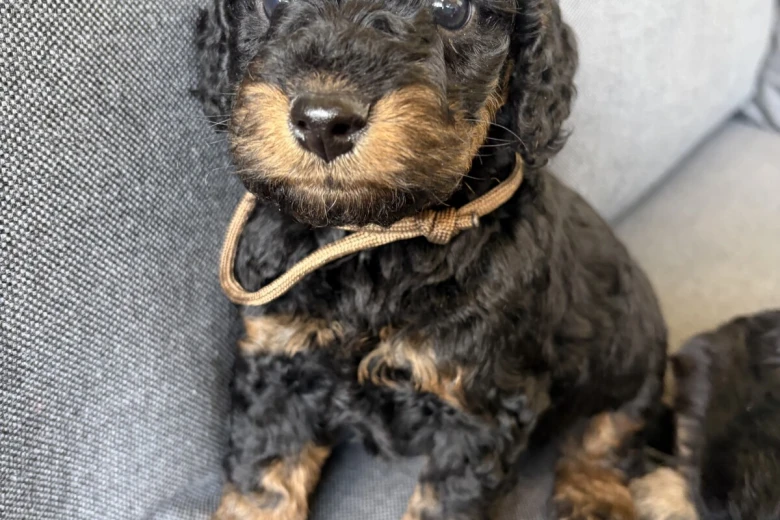 Cockapoo