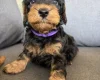 Cockapoo