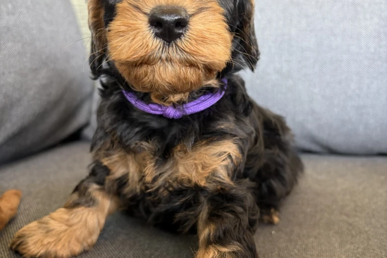 Cockapoo