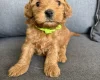 Cockapoo
