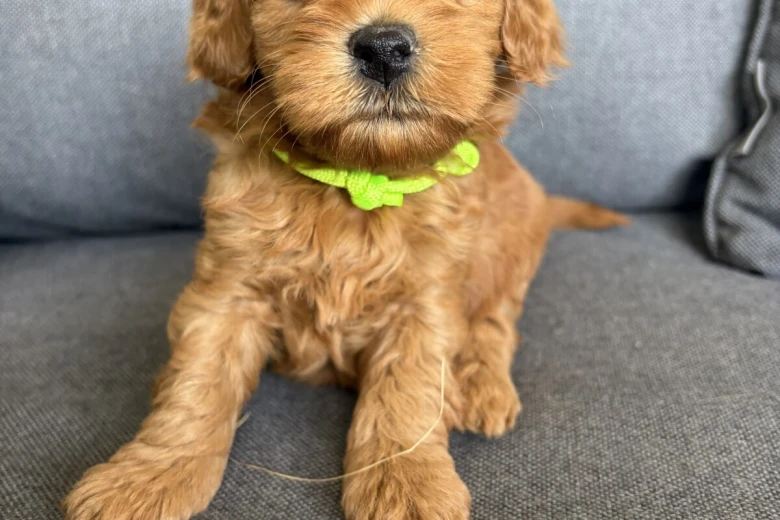 Cockapoo