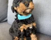 Cockapoo