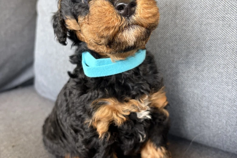 Cockapoo