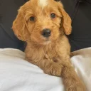 Cockapoo