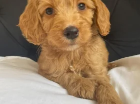 Cockapoo