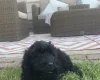 Cockapoo