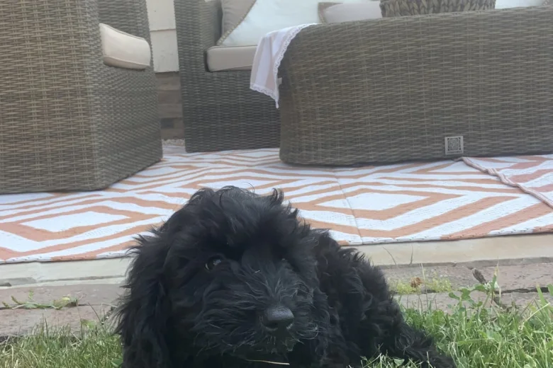 Cockapoo
