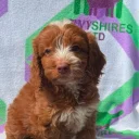 Cockapoo