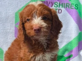 Cockapoo