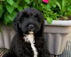 Cockapoo