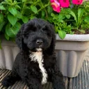 Cockapoo