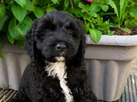 Cockapoo