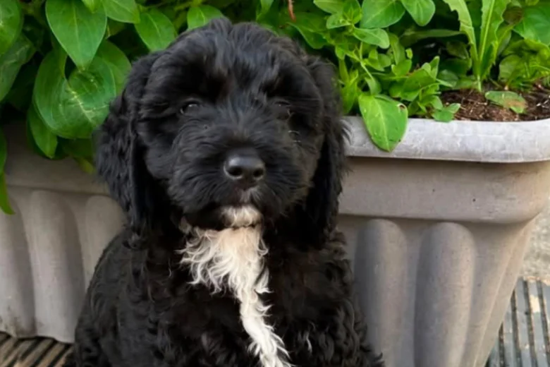Cockapoo