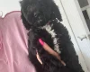 Cockapoo