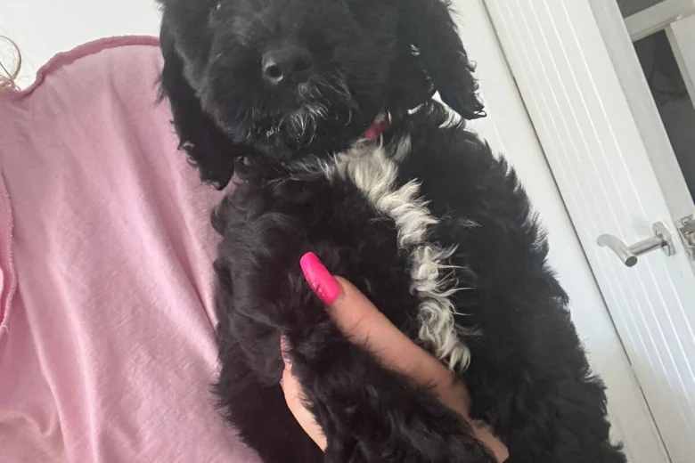 Cockapoo