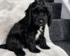 Cockapoo
