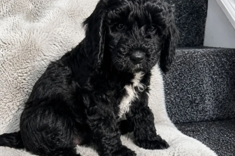 Cockapoo