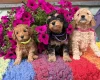 Cockapoo