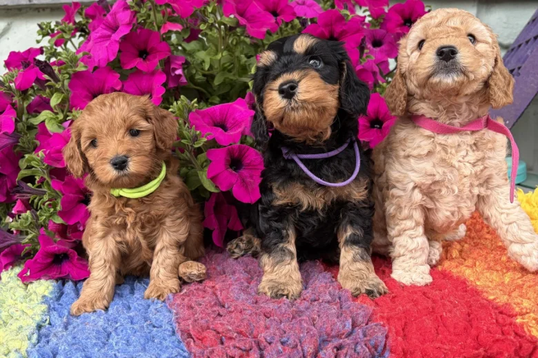 Cockapoo