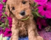 Cockapoo