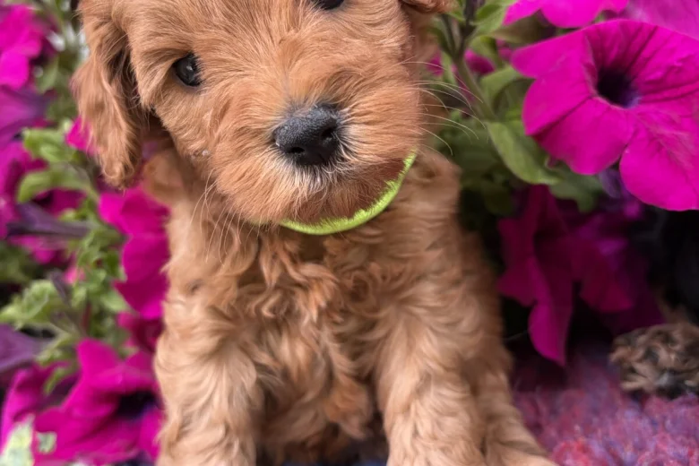 Cockapoo