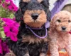 Cockapoo