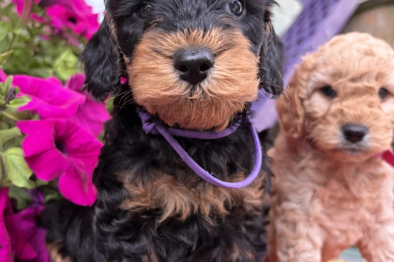 Cockapoo