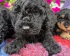 Cockapoo