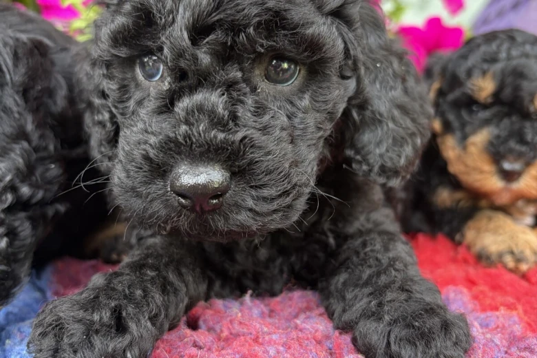 Cockapoo