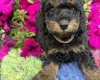 Cockapoo