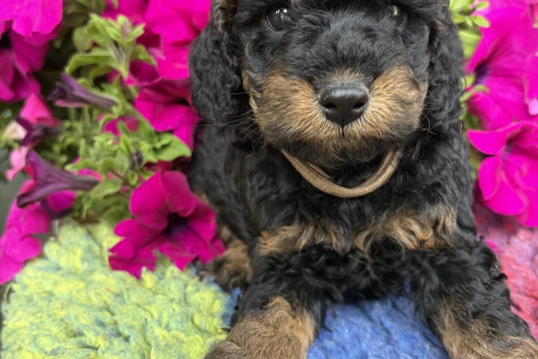 Cockapoo