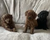 Cockapoo