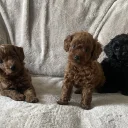 Cockapoo