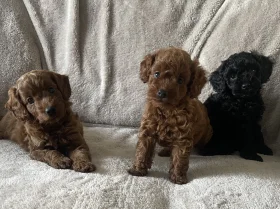 Cockapoo