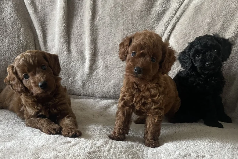 Cockapoo