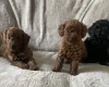 Cockapoo