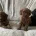 Cockapoo