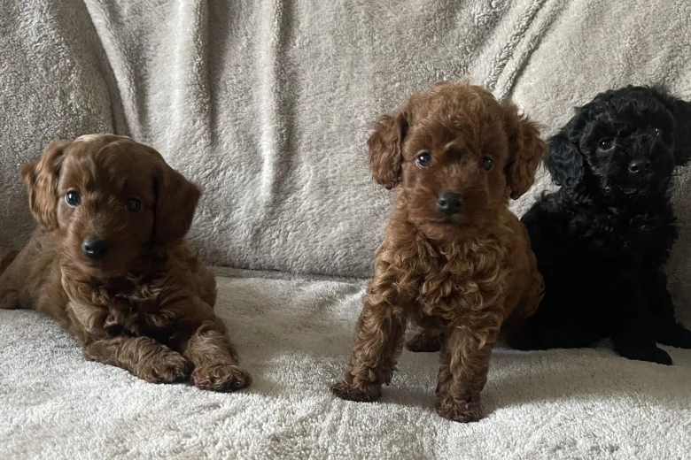 Cockapoo