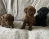 Cockapoo