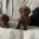 Cockapoo