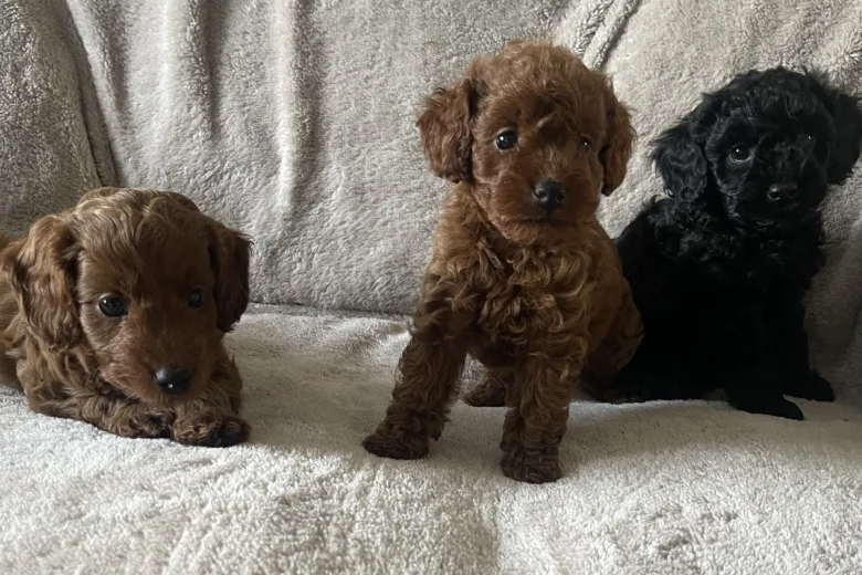 Cockapoo