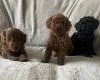 Cockapoo